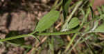 Fourspike heliotrope